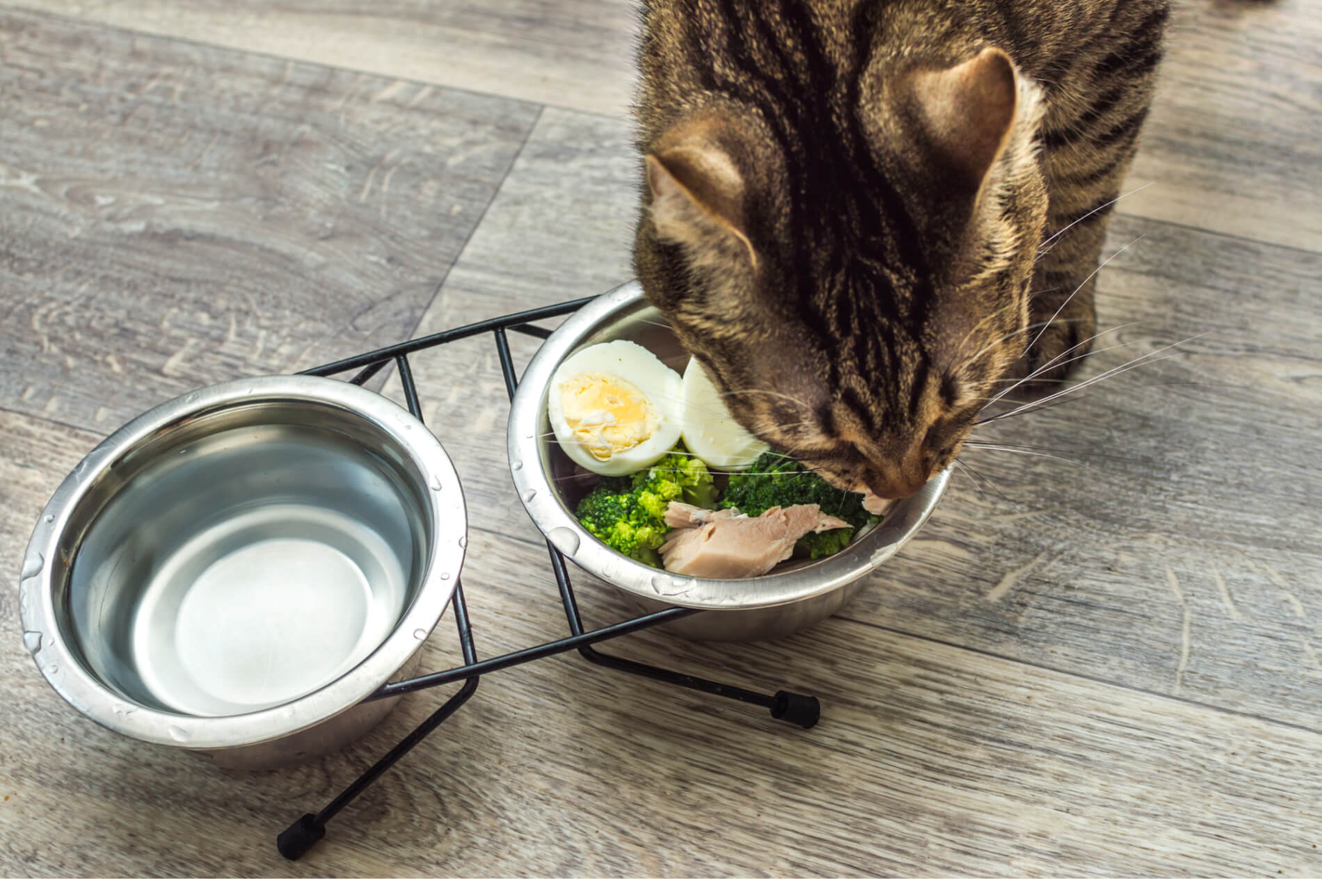 Dürfen Katzen Eier essen?